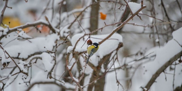 Munzur Vadisi Milli Parkı kar yağışıyla beyaza büründü
