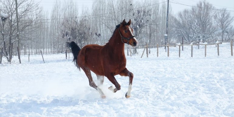 Muş'ta yarış atlarına kar üzerinde idman yaptırılıyor