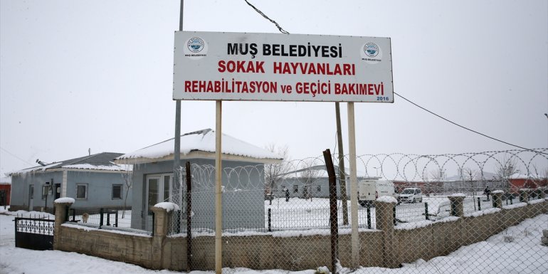 MUŞ - Yaralı ve hasta sevimli dostlar bakımevinde şifa buluyor1