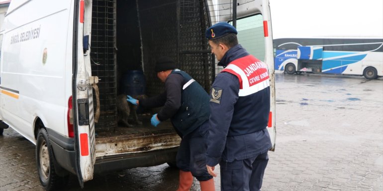 Trafikte risk oluşturan başıboş hayvanlar barınağa teslim edildi1