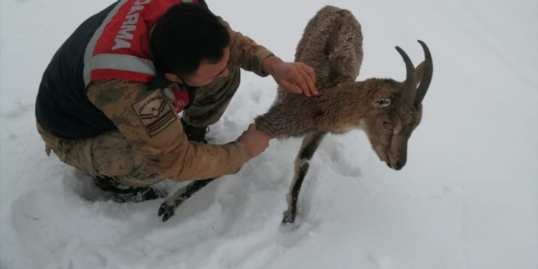 Tunceli'de köpeklerin saldırdığı yaban keçisi tedavi altına alındı
