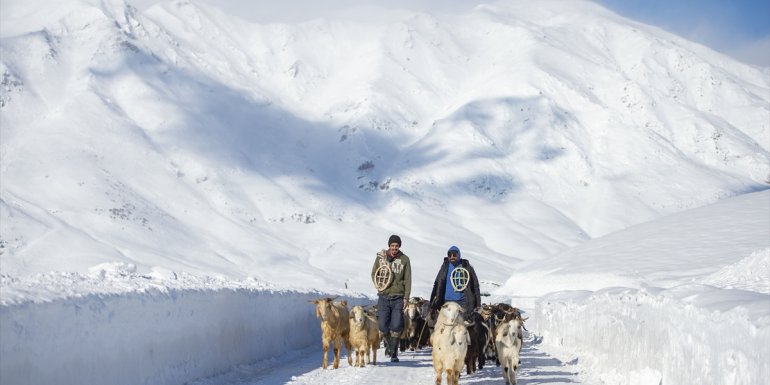 Kar kalınlığının 1,5 metreyi bulduğu Ovacık'ta besicilerin zorlu mesaisi
