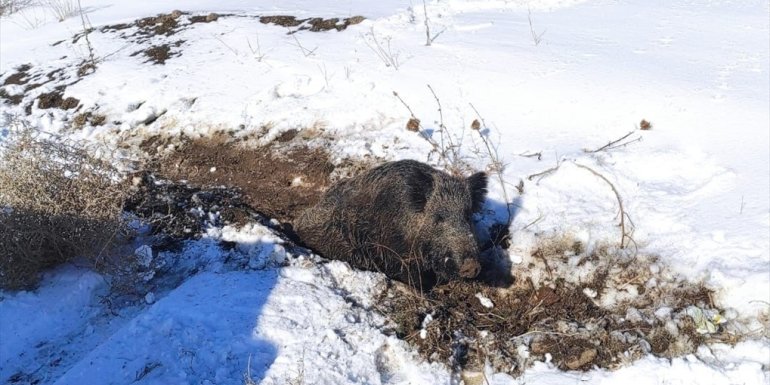 Van'da aracın çarptığı yaban domuzu tedaviye alındı
