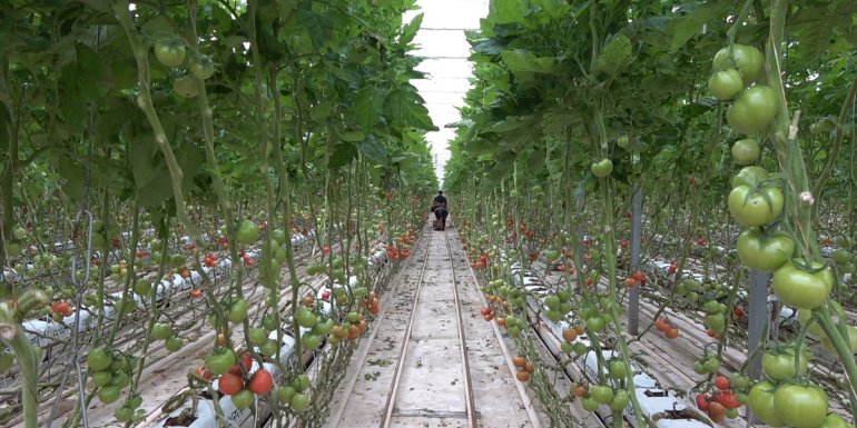 Van'ın dondurucu soğuğunda termalle 1500 ton domates üretildi