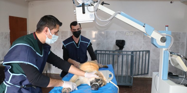 Van'daki hayvan hastanesi yabani ve evcil hayvanlara sağlık üssü oldu