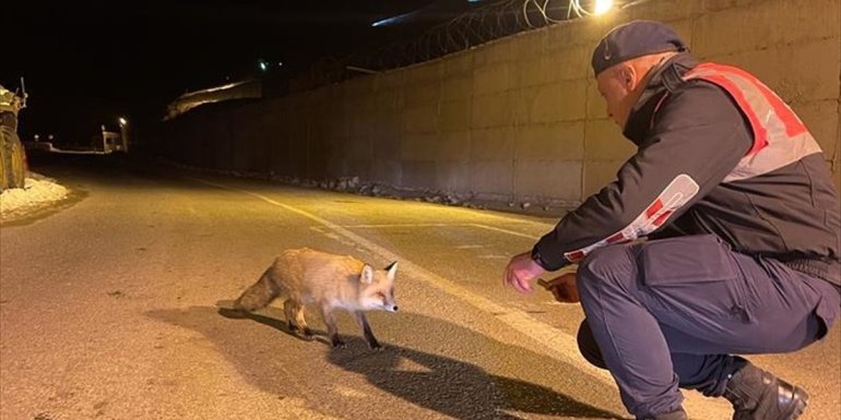 Van'da aç kalan tilkiyi jandarma eliyle besledi