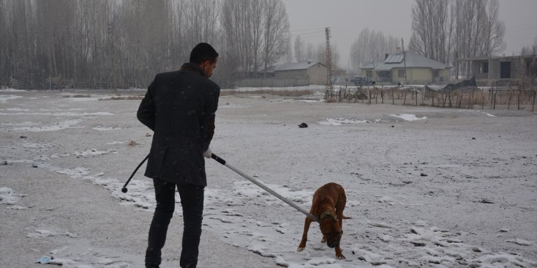 Van'da sahipsiz pitbull cinsi köpek, rehabilitasyon merkezine götürüldü