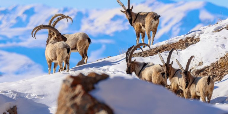 Sürüler halinde görüntülenen yaban keçileri Pagan Dağı'nı canlandırdı