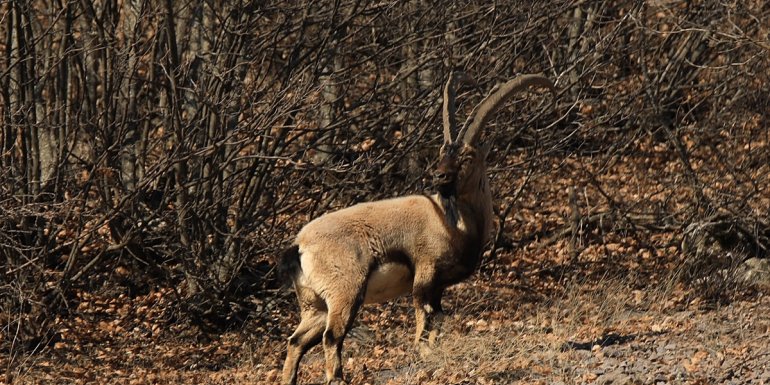 Yaban hayvanlarına destek için Bingöl