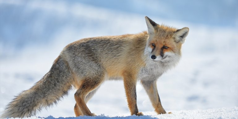 Aç kalan tilkiler Munzur Vadisi
