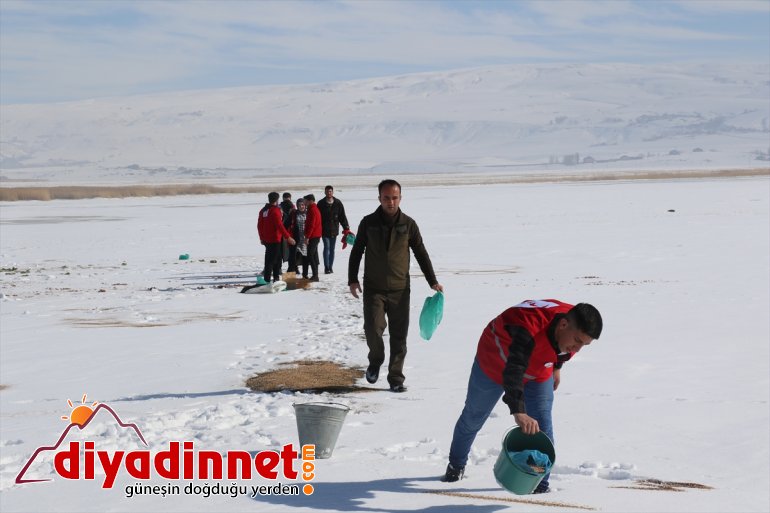 için bırakıldı bir hayvanları yem yaban ton doğaya Ağrı