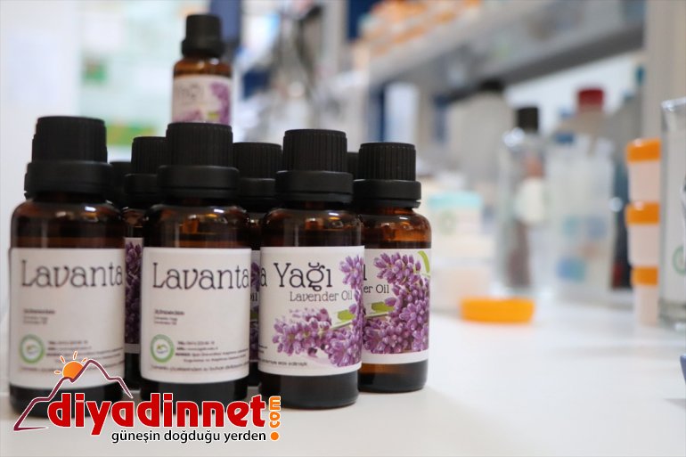 Dağı arazide lavanta Ağrı yetiştirildi yüksek eteğindeki volkanik değerli 2