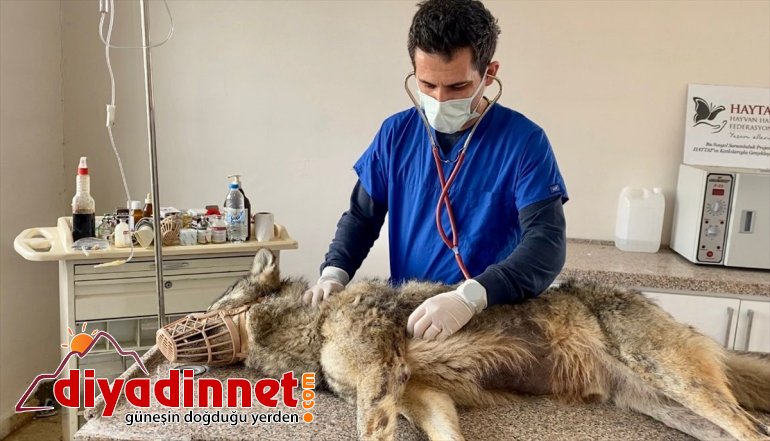 Ağrı'da şehre inen halsiz ve aç kurt rehabilitasyona alındı