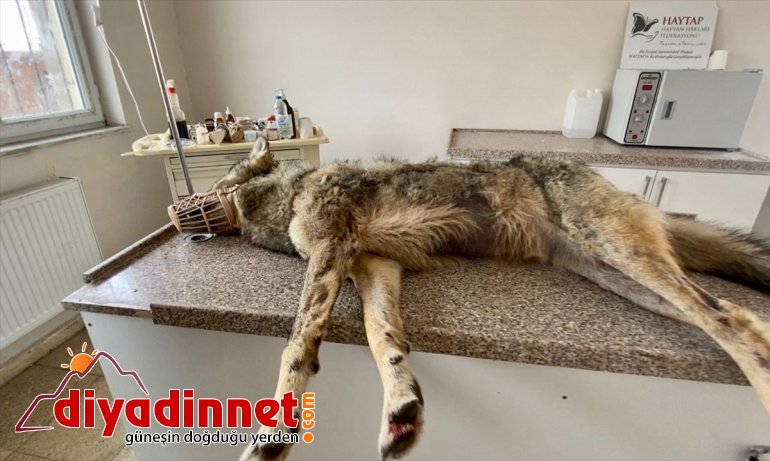 - inen Şehre kurt halsiz alındı aç AĞRI rehabilitasyona ve 2