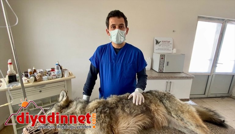 ve rehabilitasyona kurt AĞRI alındı halsiz aç - inen Şehre 3