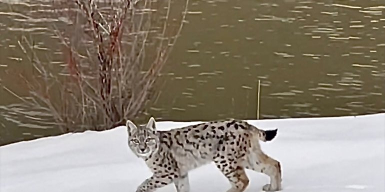 Bingöl'de vaşak görüntülendi