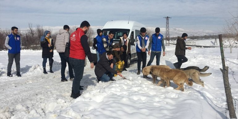 Bingöl Gençlik Merkezi ekipleri sokak hayvanlarını besledi