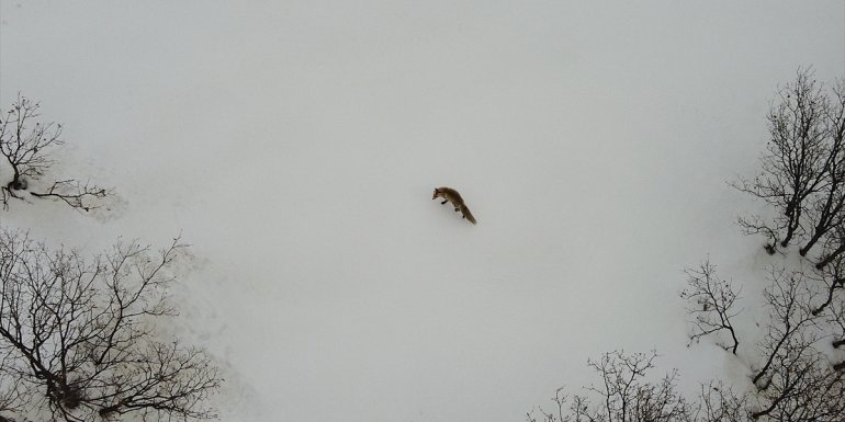 Bingöl'de karda yiyecek arayan tilki havadan görüntülendi