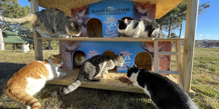 Belediye personeli, boş vakitlerinde sokak hayvanlarına yuva yapıyor