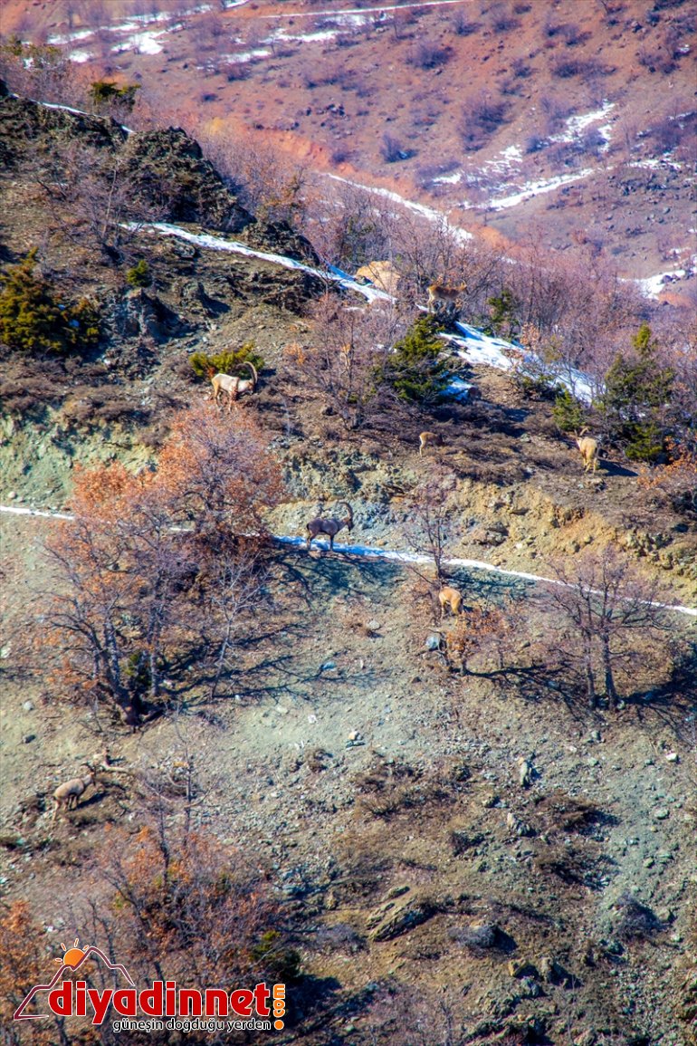 keçileri ile drone Elazığ