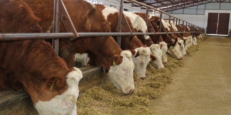 ERZİNCAN - Besicilere hibe desteği ve uygun ödeme seçeneğiyle gebe düve alma imkanı1