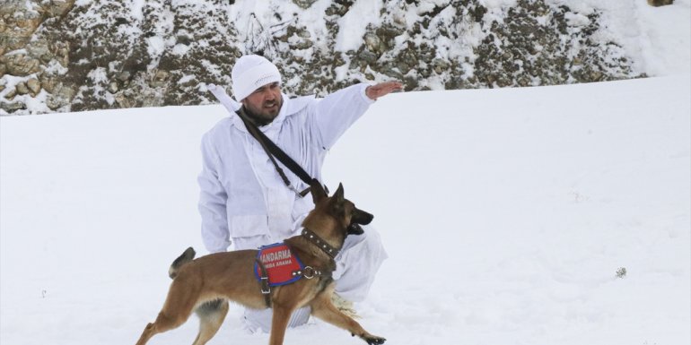 Hassas burun "Tatya", komandoları bombalı tuzaklardan koruyor