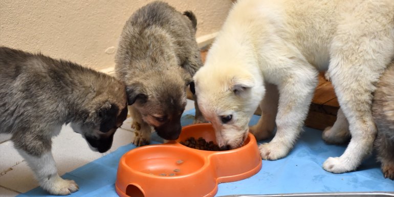 Erzurum'da donmak üzereyken bulunan 63 köpek yavrusunun durumu iyi