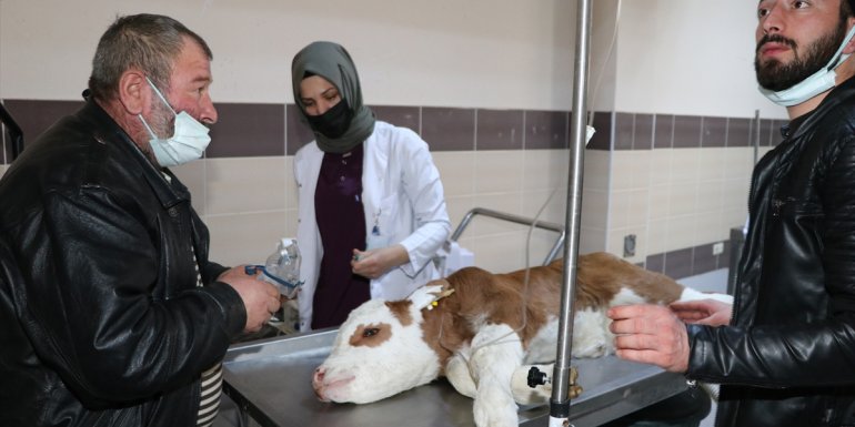 Erzurum'da son teknolojiyle donatılan hayvan hastanesi özel hastaneleri aratmıyor
