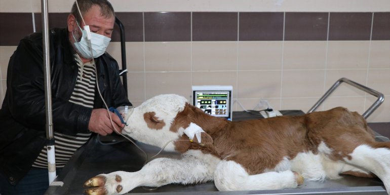 Yeni doğan buzağılar için ağız sütü ve göbek temizliği uyarısı