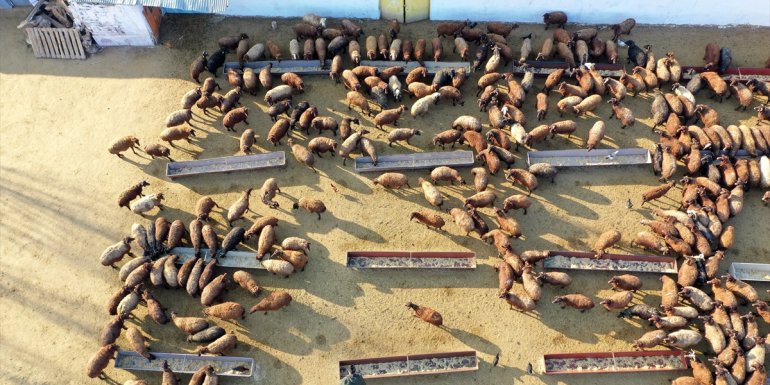 "Doğu'nun Çukurovası" yeni doğan kuzu ve oğlaklarla şenleniyor