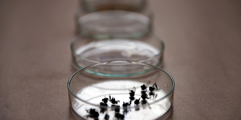 Kafkas arısının ayrıntılı gen haritası ana vatanında çıkarılıyor1