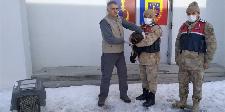 Kars'ta jandarmanın yaralı bulduğu kara akbaba tedaviye alındı