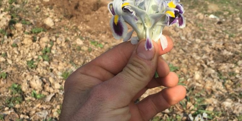 Malatya'da baharın müjdecisi nevruz çiçekleri açtı