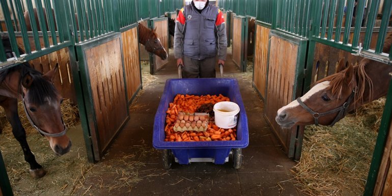 Safkan Arap atlarına pekmez, kayısı ve yumurtalı özel kış menüsü