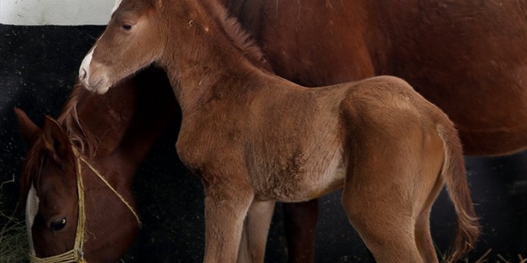 MALATYA - Sultansuyu