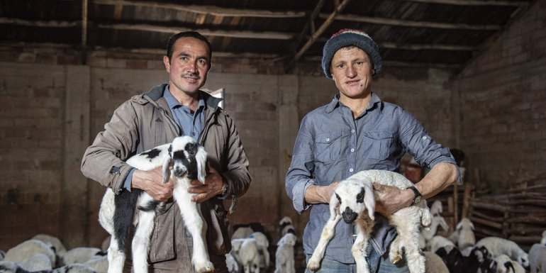 Göçerler yeni doğan kuzuları şefkatle büyütüyor