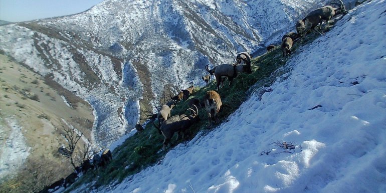 Tunceli'de yaban keçilerinin beslenme anı fotokapana yansıdı