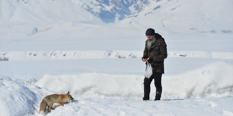 Tuncelili vatandaş yol kenarında gördüğü aç tilkiyi fıstıkla besledi1