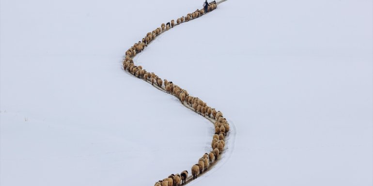 Van'da besiciler kışın çetin şartlarında hayvanlarının bakımını sürdürüyor