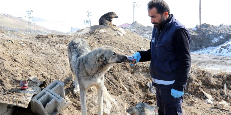 Van'da sokak hayvanları için yaşam alanlarına yem ve mama bırakıldı