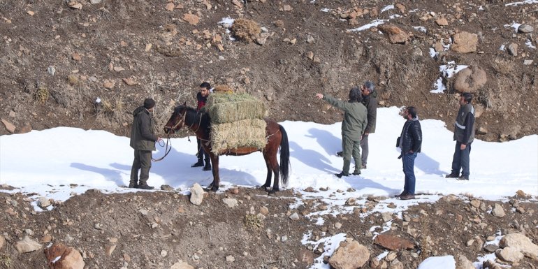 Van'da yaban keçileri için Pagan Dağı'na atlarla ot taşıdılar