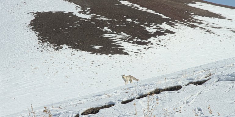 Van'da yiyecek arayan tilki yerleşim yerine indi