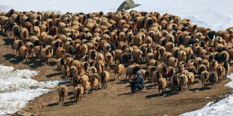 13 kaburgalı Norduz koyununun sayısı desteklerle artırılacak1