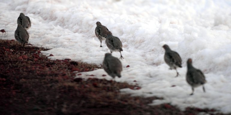 Ardahan dağlarında yiyecek bulamayan keklikler ovaya indi1