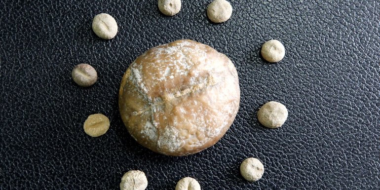 Elazığlı mühendis deniz canlısına ait milyon yıllık fosili iş yerinde sergiliyor1