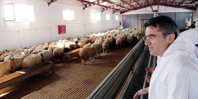 Erzurum'da koyun kanından tıbbi laboratuvarlarda kullanılacak materyal üretilecek