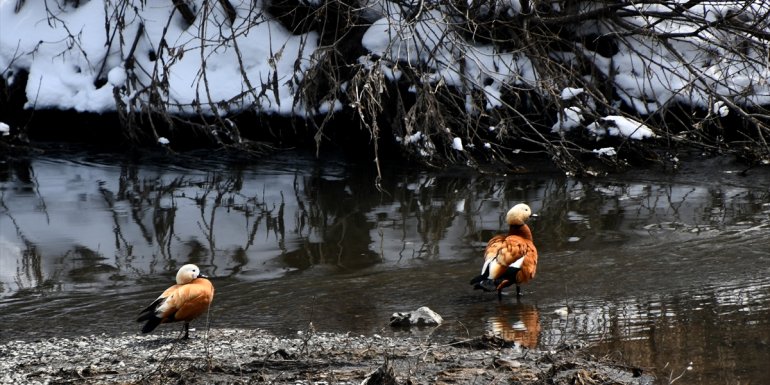 Göçmen kuşlar, Kars'a gelmeye başladı