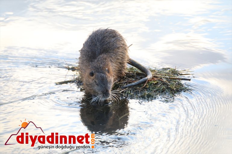 Ağrı Dağı'nın "esrarengiz fare"leri baharın gelişiyle yuvalarından çıktı