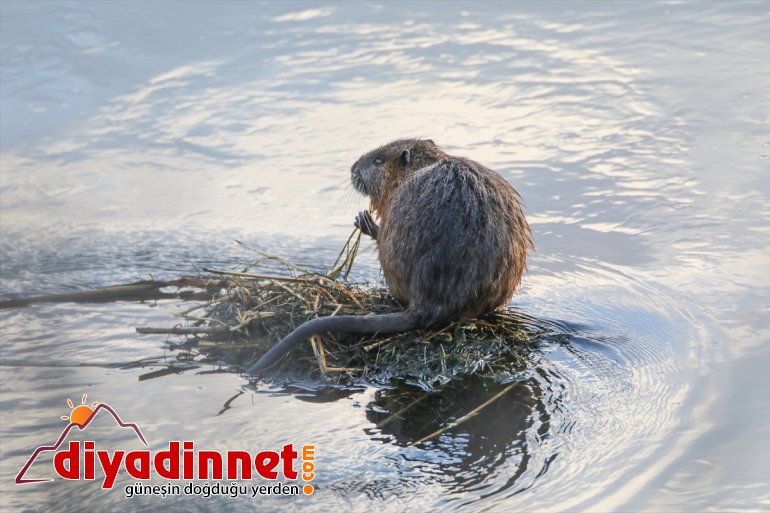 IĞDIR fareleri baharın çıktı gelişiyle Dağı