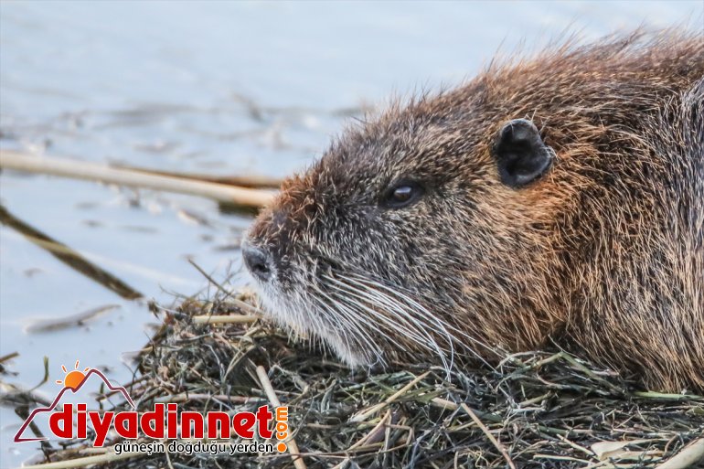 fareleri esrarengiz IĞDIR gelişiyle baharın - yuvalarından Ağrı Dağı